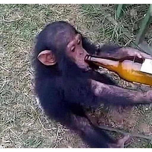 пьяная обезьяна, шимпанзе бутылкой, обезьяна пьет сок, обезьяна пьет пиво, шимпанзе пьет пиво