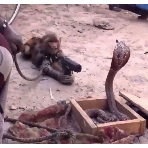 animals, monkey funny, имран обезьяна, обезьяна смешная, monkey with ak funeral meme
