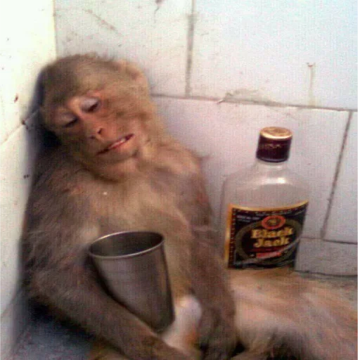 пьяная мартышка, пьяная обезьяна, обезьяна бутылкой, мартышка бутылкой, обезьяна пьет свою мочу