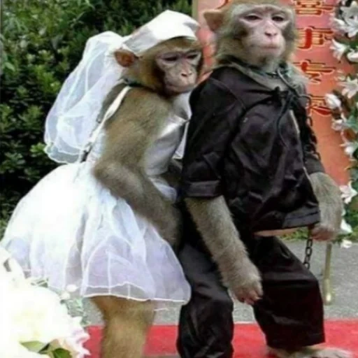 обезьяна платье, игорь татьяна дочь курск, обезьяна свадебном платье, обезьяны свадебном наряде, обезьянки свадебных нарядах