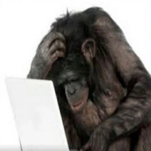 шимпанзе, обезьяна за пк, обезьяна ноутбуком, обезьяна за компом, обезьяна думает за компом