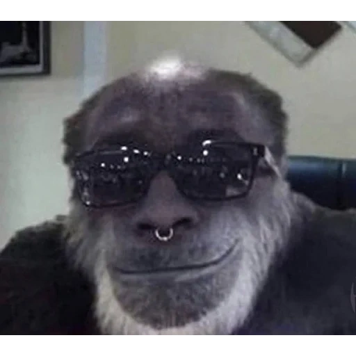 gorillaz, monkey flip, обезьяны мем, король артур, обезьяна горилла