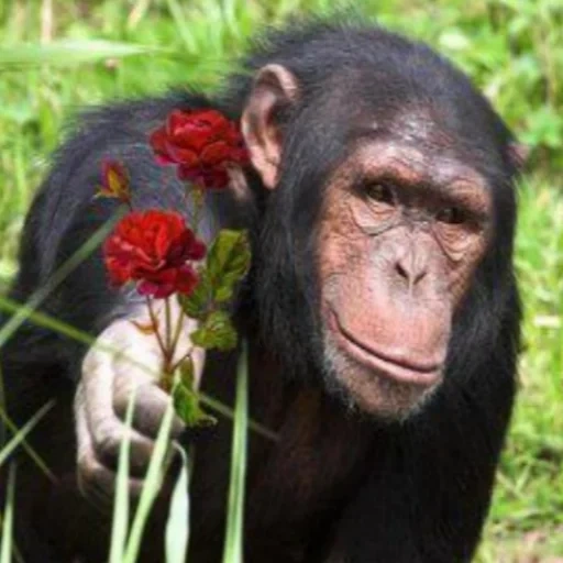 шимпанзе, adobe photoshop, обезьяна цветами, стоковые фотографии, adobe creative suite