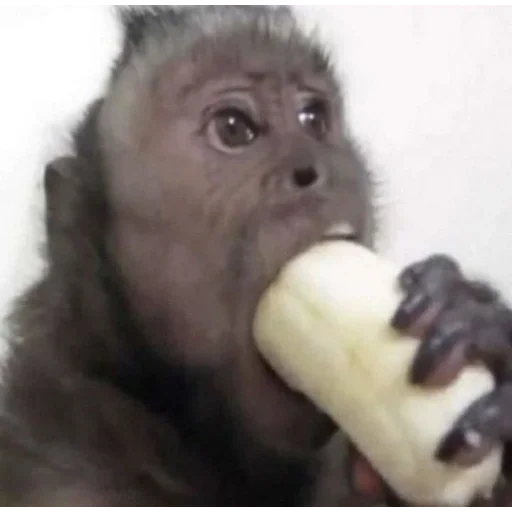 ручная обезьяна, обезьянка бананы, веселая обезьяна, обезьяна ест банан