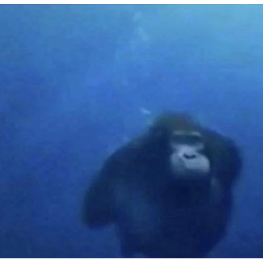 темнота, monkey swim, water monkey, monkey под водой, морские обезьяны