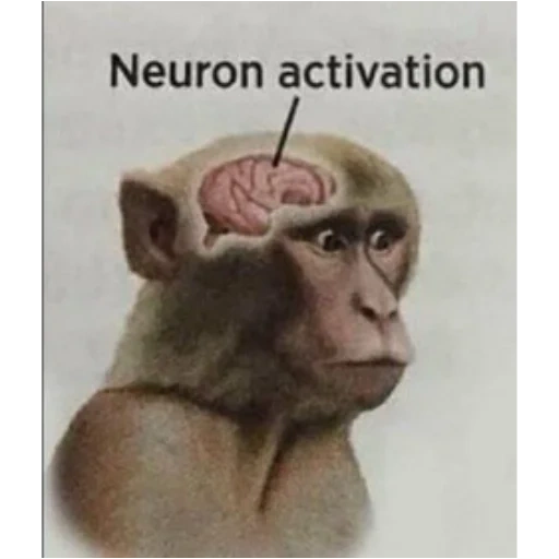 neuron activated мем, neutron activation мем, monkey neuron activated, neutron activation monkey, monkey sees action neuron activation