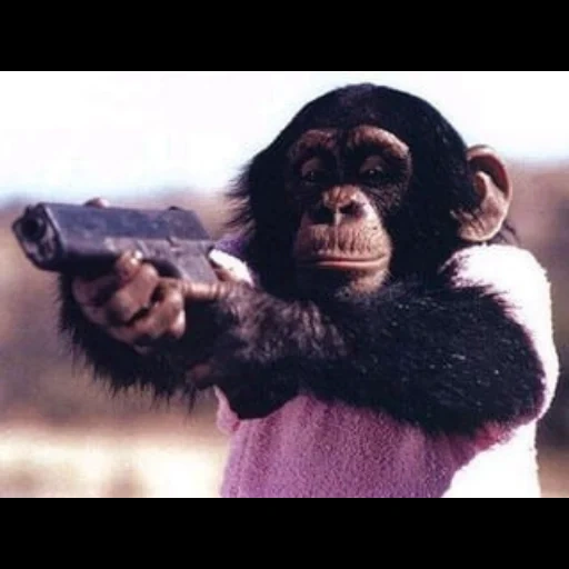 клавдия, обезьяна оружием, обезьяна стреляет, обезьяна пистолетом, обезьяна пистолетом прикол