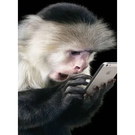 злой капуцин, макака телефоном, капуцин обезьяна, обезьяна телефоном, мартышка телефоном