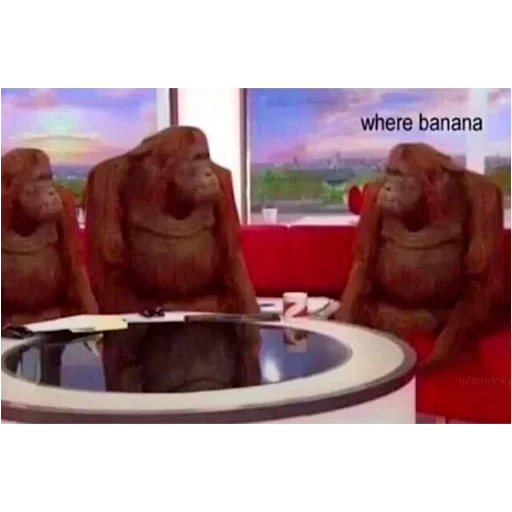 мем обезьяна, орангутан самка, игра кальмара мемы, обезьяна за столом, обезьяны за столом мем