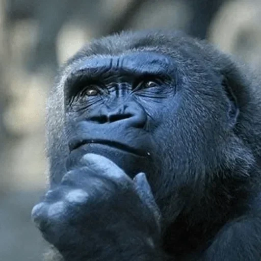 горилла, gorillaz, умное лицо, горилла обезьяна, если ночью нельзя есть