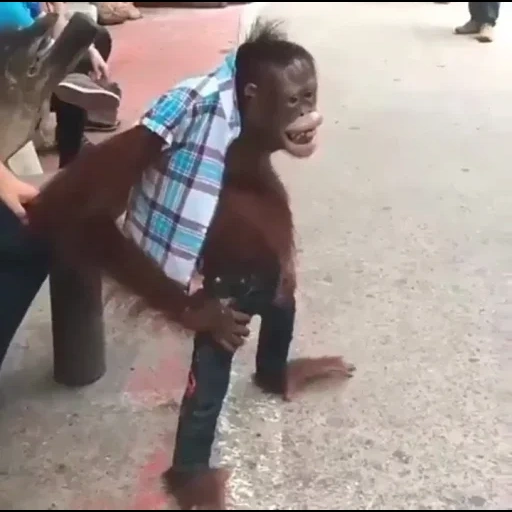 ноги, vídeo, frank monkey, обезьяна смешная, веселая обезьяна