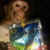 monky @monkeyrofl