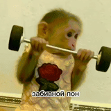 chico, un mono, monos, choque de mono, mono chita