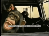 field of the film, monkey laughter, the monkey is funny, monkey driving, monkey driving