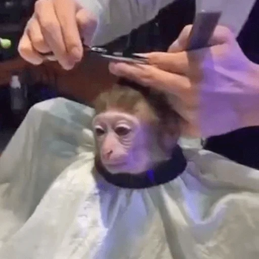 parkour, potong rambut monyet, potong rambut monyet, monyet domestik, hairdressing monkey