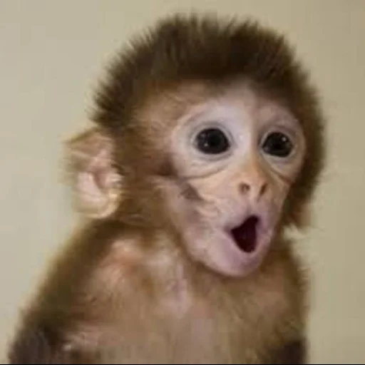 marishka martyshka, macacos engraçados, surpresa de macaco, pequeno macaco, um macaco surpreso