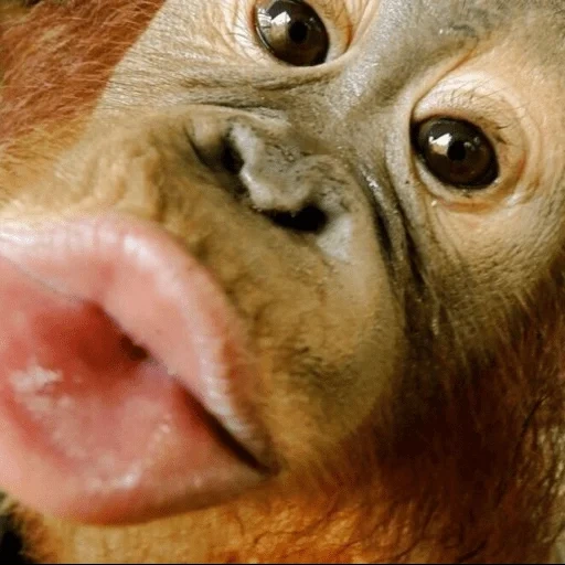 labios de mono, los besos del mono, monos divertidos, mono gubalny, schimpanzee lips con un pato