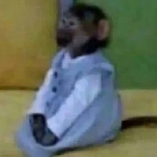 the monkey, affe meme, monkey small, hausaffen, the little monkey