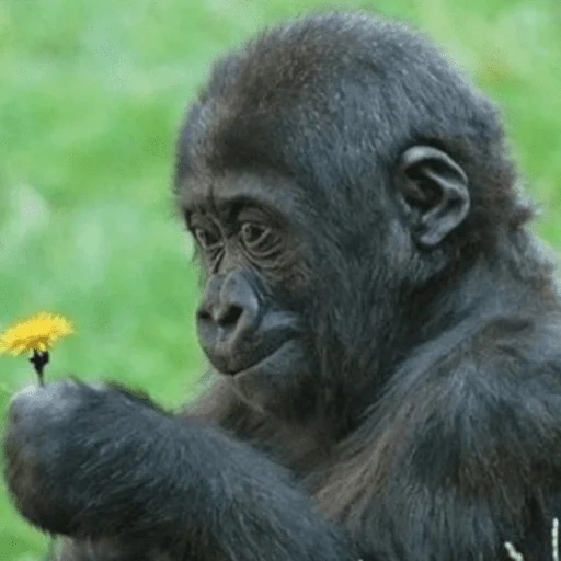 gorila, chimpancés, cachorro, gorila de mono, pequeño gorila