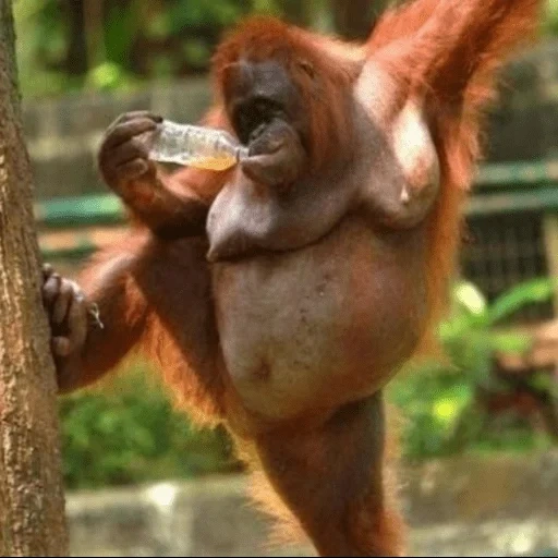 orangan, árbol de orangan, orangan come carne, orangután está bailando, sumatransky orangután