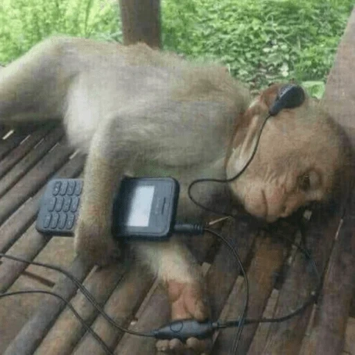 monkeys meme, funny monkeys, monkey player, funny monkeys, monkey headphones meme