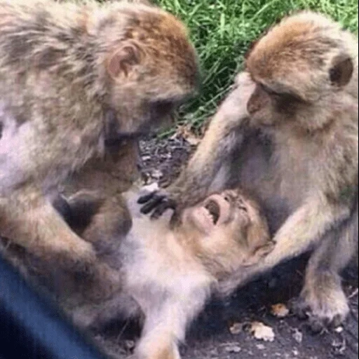 monos ospop, mono makaku, métodos de suicidio, lista de los muertos en 2017, déjame morir con calma un meme de mono