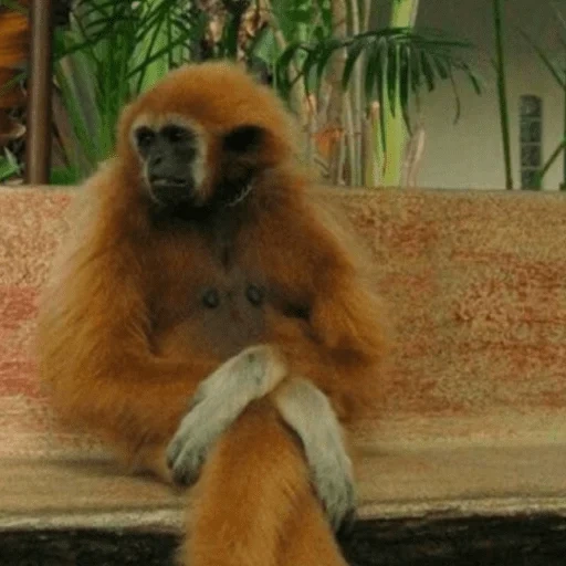 macaco engraçado, animais engraçados, gibbon belorussa, estou sentado no restaurante tarde, estou sentado no restaurante tarde