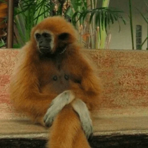 monkey funny, lächerliche tiere, gibbon mit weißem rücken, ich saß vor dem restaurant und heiratete spät, ich saß vor dem restaurant und heiratete spät