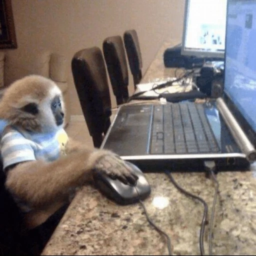dogène, ordinateur de singe, singe à l'ordinateur, singe à l'ordinateur, singe au mème informatique