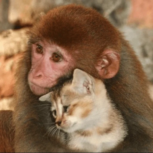 обезьяну, обезьянки, обезьянка кот, прикольные обезьянки, милые детеныши животных
