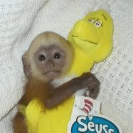 mono kapucina, capucina enana, capucina de mono plax, monos caseros de las capacinas, kapucina de mono pequeño