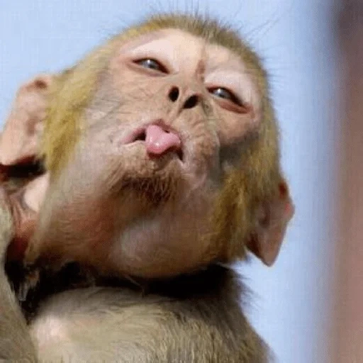 monkeys, the lips of the monkey, monkey language, monkey language, monkey with a stuck tongue