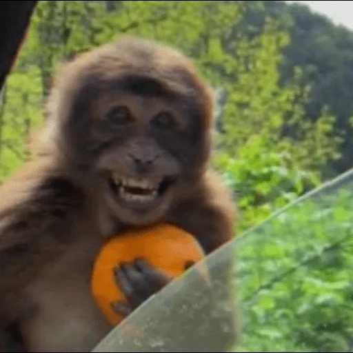 обезьяну, orange monkey, оранжевая обезьяна, обезьяна апельсином, обезьяна радуется апельсину