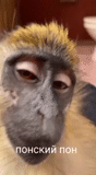 chimpancés bonya, choque de mono, mono lenka, monos divertidos, mono mono
