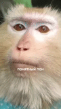a monkey, monkey muzzle, makaku monkey, black rhinopitex, monkey monkey