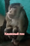 abyan, um macaco, macaco zhenya, raças de macacos, macaco arthur babich raça