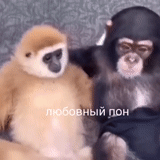 animais, um macaco, existem dois macacos, macaco gibbon, zoológico gibbon lisa moscow