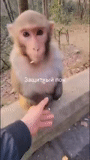 toque, un singe, singe maléfique, blague de singe, macaque javanais maison