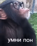 chimpanzés, un singe, chimpanzés masculins, mâchage du singe, chimpanzés de singe