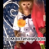 candaan, manusia, seekor monyet, yasha lazarevsky, oh monyet sialan