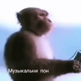 dyurtyuli, monyet mendengarkan, sweater kakek, mem dari headphone monyet, ramzan akhmatovich kadyrov