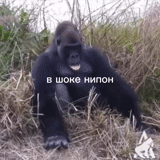 gorila, meme de gorila, gorila, gorila de mono, buenos días país