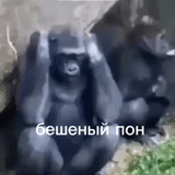 gorille, le singe est en zig, je ne danse pas gorille, oh putain de singe, singes de carbone aux larmes
