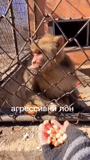 toque, monkey makaku, apary, sukhum monkey nursery, le scimmie salvano la scimmia