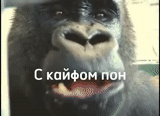 прикол, горилла, горилла мем, горилла обезьяна, oliver eats an apple