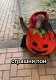 halloween, pumpkin halloween, les animaux sont drôles, les animaux sont drôles, halloween halloween