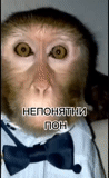 un mono, monos, rey arturo, los ojos del mono, mono parlante