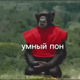 2021 г, человек, скриншот, мистер обезьяна, обезьяна горилла