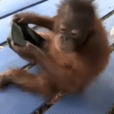 orangan, orangutan ke kandang, bayi orangutan, orangutan kecil, orangutang monyet