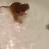 dachshund del baño, baño de mono, baño de mono, fregadero, la rata flota el baño
